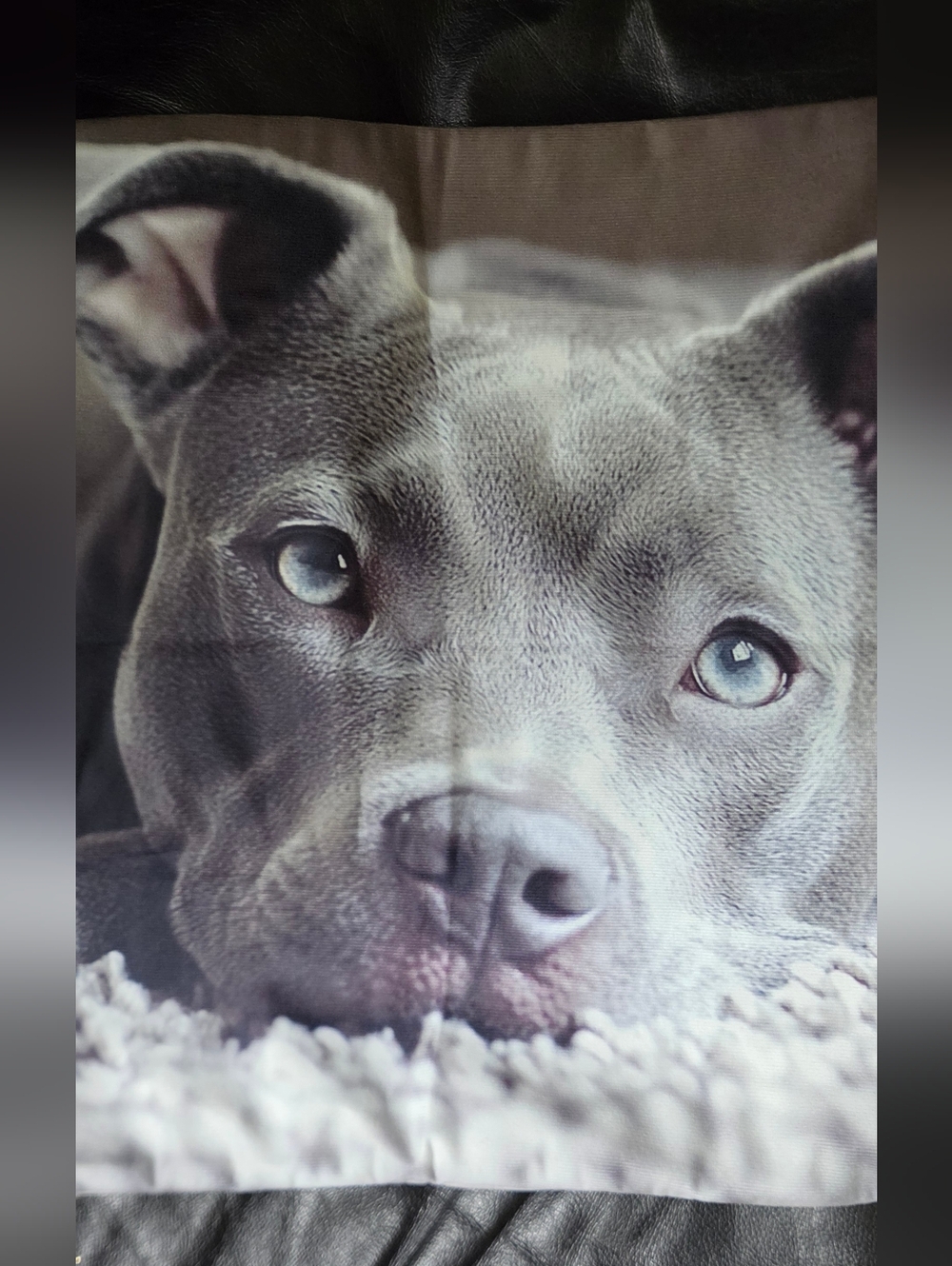 Grey Pitbull Photo Accent Pillow Case 17.5"×17.5" NWT - Picture 6 of 7